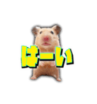 HamPacino（ハムパチーノ） 2（個別スタンプ：13）