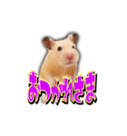 HamPacino（ハムパチーノ） 2（個別スタンプ：14）