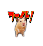 HamPacino（ハムパチーノ） 2（個別スタンプ：15）