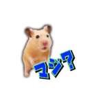 HamPacino（ハムパチーノ） 2（個別スタンプ：16）