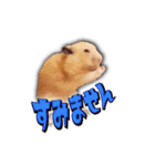 HamPacino（ハムパチーノ） 2（個別スタンプ：24）