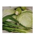 食品シリーズ : おじいちゃんの野菜（個別スタンプ：1）