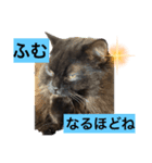 黒猫 ルナ院長44にゃんめ（個別スタンプ：2）