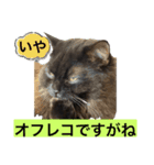 黒猫 ルナ院長44にゃんめ（個別スタンプ：3）