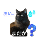 黒猫 ルナ院長44にゃんめ（個別スタンプ：4）