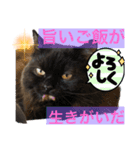 黒猫 ルナ院長44にゃんめ（個別スタンプ：6）