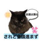 黒猫 ルナ院長44にゃんめ（個別スタンプ：7）