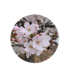 桜の花たち cherryblossoms Sakura flowers（個別スタンプ：1）