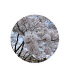 桜の花たち cherryblossoms Sakura flowers（個別スタンプ：2）