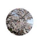 桜の花たち cherryblossoms Sakura flowers（個別スタンプ：5）