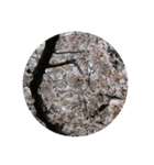 桜の花たち cherryblossoms Sakura flowers（個別スタンプ：6）