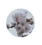 桜の花たち cherryblossoms Sakura flowers（個別スタンプ：8）