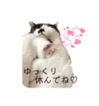 にことねこ（個別スタンプ：9）