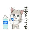 仔猫のぽんにゃん【初夏＊天気】飛び出す（個別スタンプ：5）