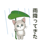 仔猫のぽんにゃん【初夏＊天気】飛び出す（個別スタンプ：15）