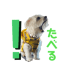 はなつもこ（個別スタンプ：1）