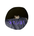 はなつもこ（個別スタンプ：2）