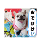 我が家の犬たち8（個別スタンプ：7）