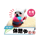 我が家の犬たち8（個別スタンプ：8）