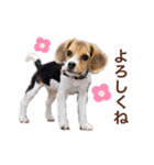 COCO little beagle（個別スタンプ：1）