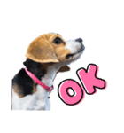 COCO little beagle（個別スタンプ：3）