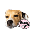 COCO little beagle（個別スタンプ：6）