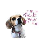 COCO little beagle（個別スタンプ：8）