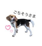 COCO little beagle（個別スタンプ：9）