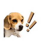 COCO little beagle（個別スタンプ：10）