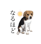 COCO little beagle（個別スタンプ：12）