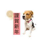 COCO little beagle（個別スタンプ：15）