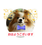 ぱぴぱぴパピヨン115（個別スタンプ：2）