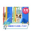 ぱぴぱぴパピヨン115（個別スタンプ：5）