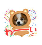 ぱぴぱぴパピヨン115（個別スタンプ：10）