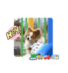 ぱぴぱぴパピヨン115（個別スタンプ：14）