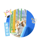 ぱぴぱぴパピヨン115（個別スタンプ：15）