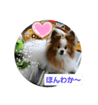 ぱぴぱぴパピヨン115（個別スタンプ：16）