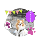ぱぴぱぴパピヨン115（個別スタンプ：19）