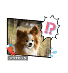 ぱぴぱぴパピヨン115（個別スタンプ：21）