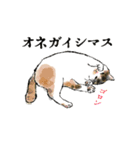 三毛猫ちゃびことキジトラわかめ（個別スタンプ：1）