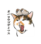 三毛猫ちゃびことキジトラわかめ（個別スタンプ：7）