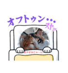 にゃ～んスタンプ（個別スタンプ：7）