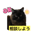 黒猫 ルナ院長46にゃんめ（個別スタンプ：5）