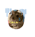 ポニョのペットたち（個別スタンプ：4）