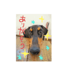 ドーベルマンスタンプです（個別スタンプ：2）