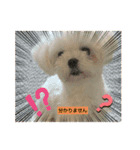 マリサニ 仲良しわんにゃん姉弟（個別スタンプ：5）