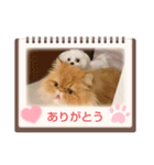 マリサニ 仲良しわんにゃん姉弟（個別スタンプ：6）