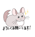 チンチラのむいむい3（個別スタンプ：1）