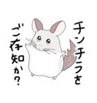 チンチラのむいむい3（個別スタンプ：40）