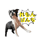 檸檬☆時々来夢（個別スタンプ：12）
